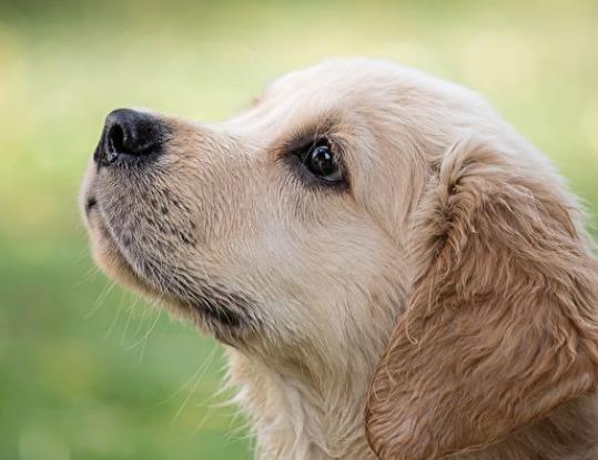 研究发现小狗鼻子有红外线感应器可探测温度