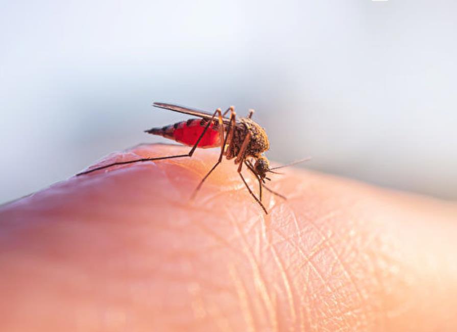 研究发现蚊子喜欢这四种颜色